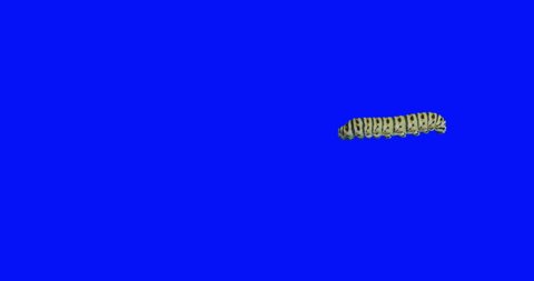 Crawling Caterpillar on blur screen prekeyed