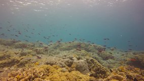 Underwater coral reef in Indonesia 