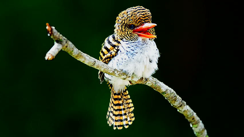 female Banded Kingfisher standing on the branch (Lacedo pulchella)