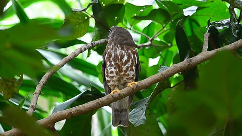 Brown Hawk Owl perch on the tree in nature (Ninox scutulata)