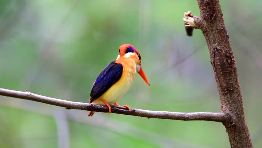 Black-backed Kingfisher or Oriental dwarf kingfisher on stick branches
