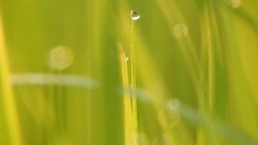 Blurred background of dew drops on bright green grass clips,rain drops on green grass footage,Ultra hd  3840 x 2160 video clips