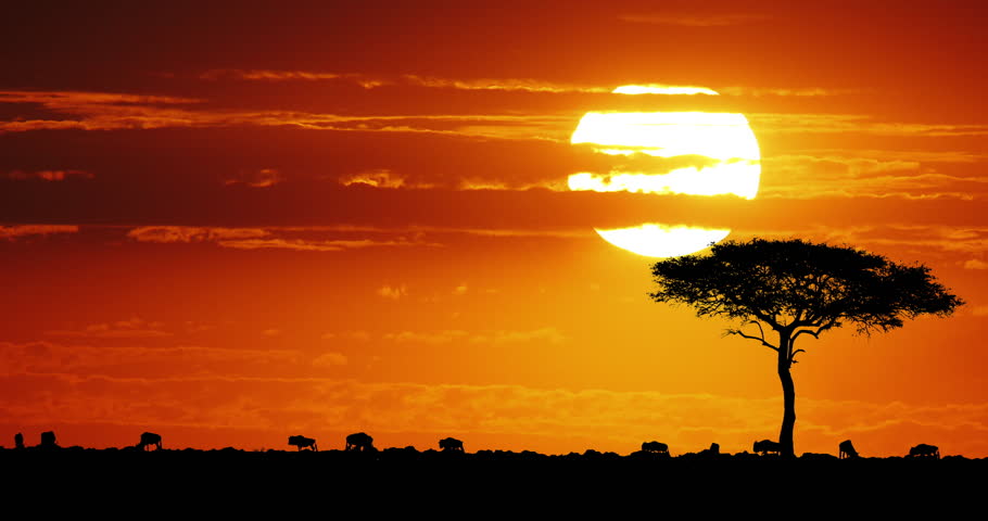 Blue Wildebeest, Connochaetes taurinus at Sunset, Masai Mara Park in Kenya, Real Time 4K