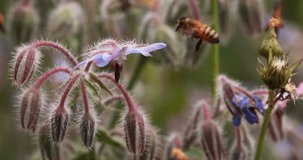 European Honey Bee, apis mellifera, Bee Booting a Borage Flower, Pollination Act, Normandy, Real Time 4K