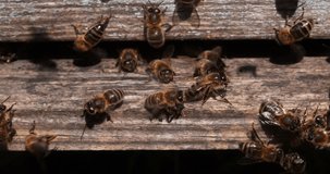  European Honey Bee, apis mellifera, Black Bees at the Entrance of the Hive, Insect in Flight, Bee Hive in Normandy, Real Time 4K