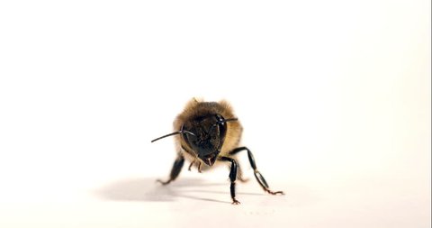 European Honey Bee, apis mellifera, Black Bee grooming against White Background, Normandy, Real Time 4K