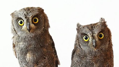 Two European scops owl (Otus scops). Close-up portrait on white background