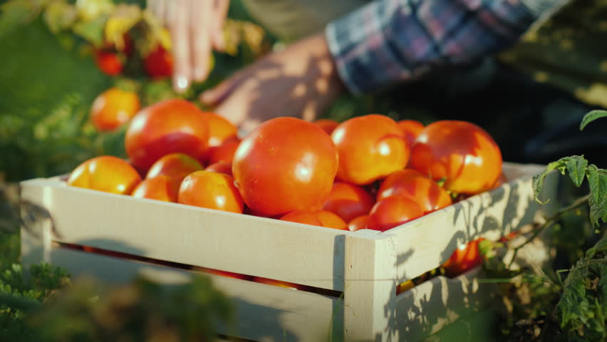 Hands worker put ripe tomatoes in a wooden box. Harvesting in the field, organic products Food & Drink Videos | Creative Market... 