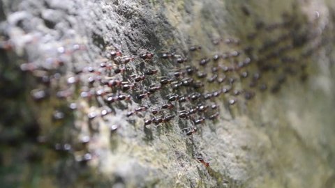 Footage of ants marching in straight line at Khao Sok national park of Thailand. Ants closeup.
