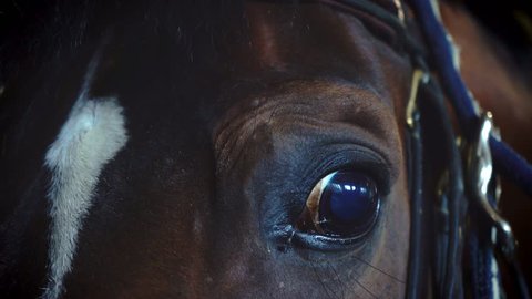Horse in a stall. Horse's eye close-up. Beautiful horse portrait in warm light. Breeding thoroughbred horses. Animal farm. Take care of horses. Stable with horses inside. Horse and jockey concept. 
