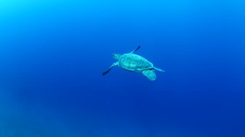 turtle underwaterswim in blue water  slow relaxing ocean scenery