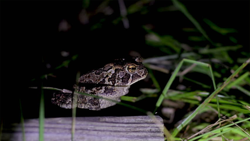 Large toad resting on a log at night in the forest. Wild toad close up with bright yellow eyes and camouflage skin. 