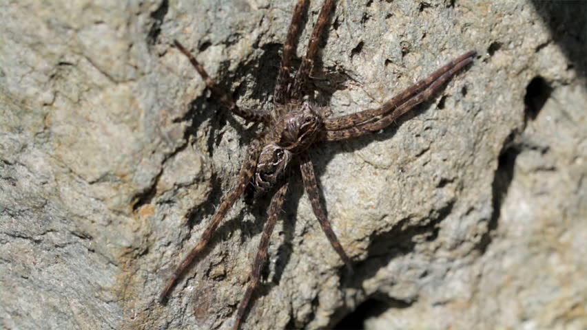 Large dock spider hiding on a rock by the lake. Dolomedes spider close up on a sunny day. Long hairy legs of a creepy spider. 