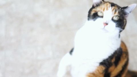 Calico cat standing up on hind legs begging for treat, paws up, adorable cute big eyes asking for food in kitchen floor by cabinets, intelligent doing trick, shaking head