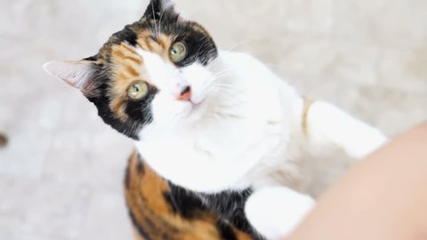 Calico cat, scratching itching ear, standing up on hind legs begging for treat, paws up, adorable cute big eyes asking for food in kitchen floor by cabinets, intelligent doing trick