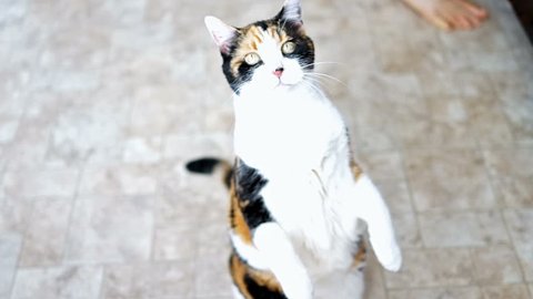 Hungry calico cat standing up on hind legs asking for treat, paws up, adorable cute big eyes for food in kitchen floor by cabinets, intelligent doing meerkat trick