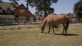 Slider clip as New Forest pony grazes on dry grass outside Beaulieu Hotel in the hot summer of 2018