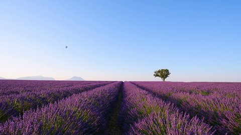 Lavender field rows of blossoming lavender with lonely tree and hot air balloon Valensole Provence France