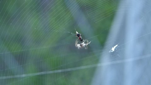 Spider catch ant