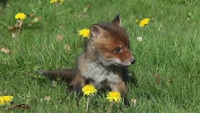 Red Fox, vulpes vulpes, Pup Walking in Meadow with Yellow Flowers, Normandy in France, Real Time