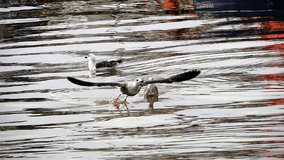 Herring Gull, larus argentatus, Immature in Flight, taking off from Water, Normandy, Slow motion