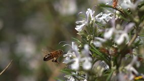  European Honey Bee, apis mellifera, Bee in Flight, Foraging a Rosmary Flower, Pollinisation act, Bee Hive in Normandy, Slow motion