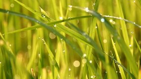 Fresh green grass with dew drops clips,dew drops on green grass footage,rain drops on green grass video,Ultra hd 4k dew drop on green grass movie