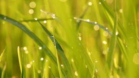 Fresh green grass with dew drops clips,dew drops on green grass footage,rain drops on green grass video,Ultra hd 4k dew drop on green grass movie