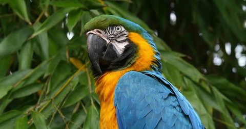 Blue-and-yellow Macaw, ara ararauna, Portrait of Adult, Real Time 4K