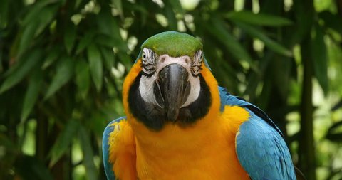 Blue-and-yellow Macaw, ara ararauna, Portrait of Adult, Real Time 4K