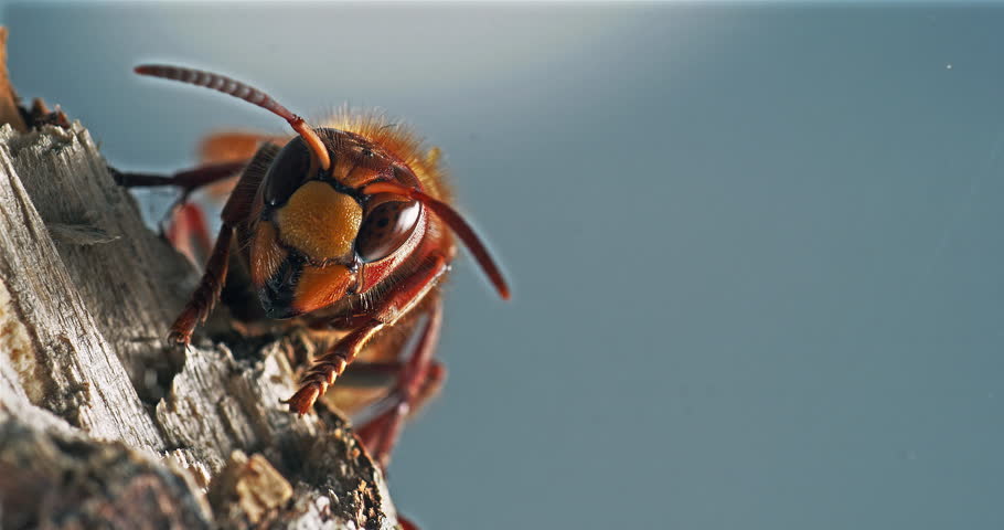 Hornet, vespa crabo, Adult , Normandy, Real Time 4K   951537h Gerard LACZ