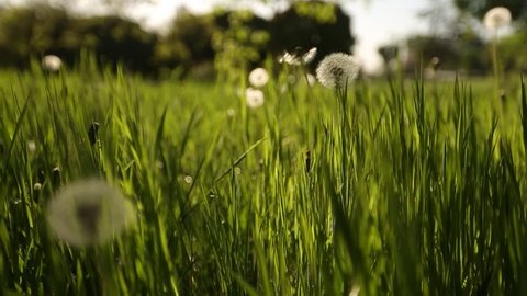 Camera moving forward through white dandelion flowers and fresh spring green grass on pretty meadow. Dandelion plant with medicinal effect. Summer concept. Low angle dolly steady shot.