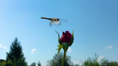 Dragonfly flying and sitting on the top of the red flower with blue sky on the background. 240fps slow motion