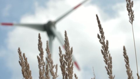 grass stalks in front of wind turbine
