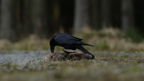 Black bird raven with dead red deer, carcass, sitting on the stone road