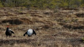 Black grouse lek in the bog early in the morning with forest in the background, Sweden