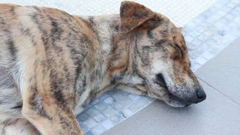 A dog color pattern sleeping on the tile,