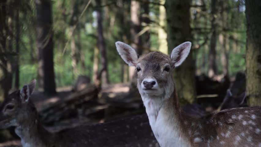 Deer looking at camera