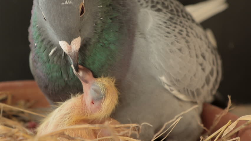 pigeon feeding milk