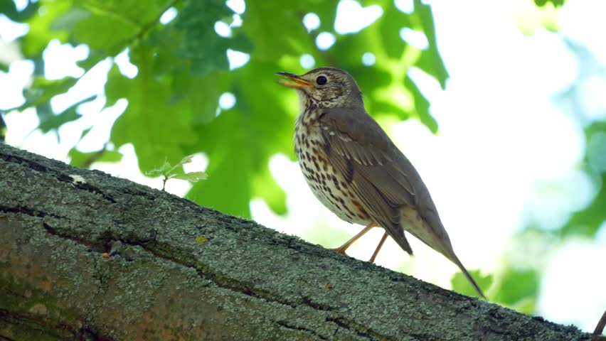 Thrush singing on the tree. Small bird sitting on tree and singing. Royalty-Free Stock Footage #1014656963