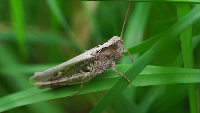 Close-up of a young Caucasian grasshopper Phaneroptera falcata sitting in summer on a stalk of a blade of grass in the foothills of the Caucasus
