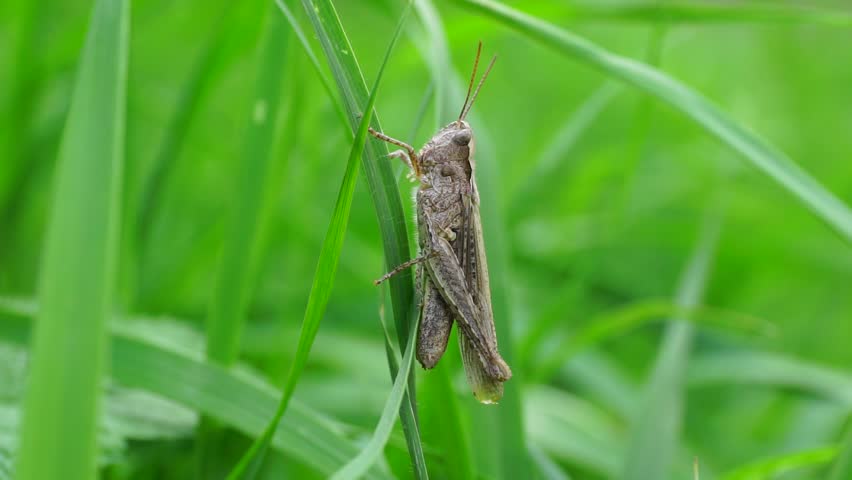 Close-up of a gray Caucasian grasshopper Phaneroptera falcata with wings of a hiding and sitting in the summer on a blade of grass in the foothills of the Caucasus
