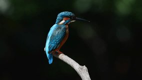 Common Kingfisher male perching on branch shaking water off looking down for fish in a river turning from rear to front view with natural black background,hd slow motion video.
Colorful bird close up,
