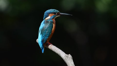 Common Kingfisher male perching on branch shaking water off looking down for fish in a river turning from rear to front view with natural black background,hd slow motion video.
Colorful bird close up,