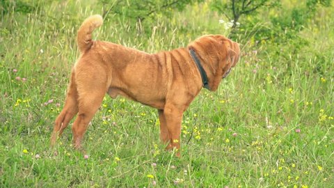 Two Dogs Having Sex Stock Photo 745294063 | Shutterstock