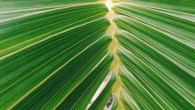 Close up Royal Palm Tree Leaf, Green Day Concept, Nature Background 4k footage Video Clip 