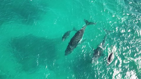 Humpback whales migrating. Two mothers and calfs in Western Australia. 
