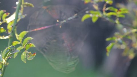 Closeup handheld shot of a spider web fluttering in the wind. Rack focus shot of an intricate silk web spanning between two rose plant branches. Resilient trap ready for its pray.
