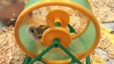 Cute little Hamster playing and running on the green-yellow wheel pets animal in the mini housing.