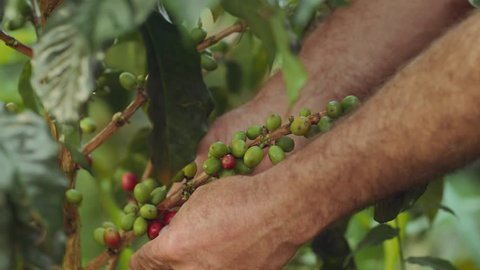 Coffee Farmer Quindio Colombia 03